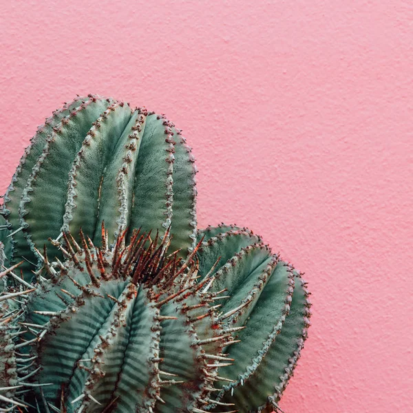 Planten Roze Minimale Mode Concept Cactus Roze Achtergrond Muur — Stockfoto