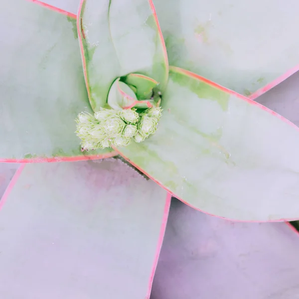 Plant Textuur Close Cactus Close Plant Minnaar Concept — Stockfoto