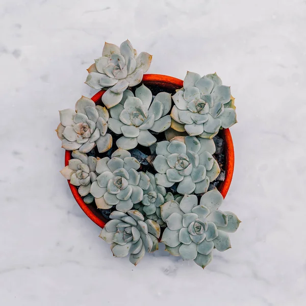 Cactus Succulent Plant Marble Table Flat Lay Minimal — Stock Photo, Image