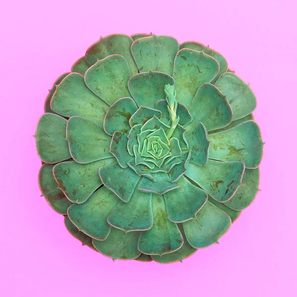 Kaktus Saftig Auf Rosa Hintergrund Flache Lage Minimale Pflanzenkunst — Stockfoto