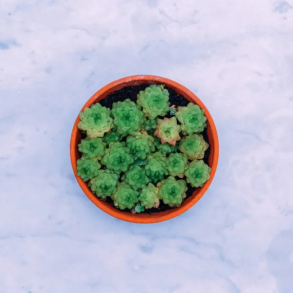 Cacto Suculento Uma Mesa Mármore Flat Lay Mínimo Conceito Amante — Fotografia de Stock