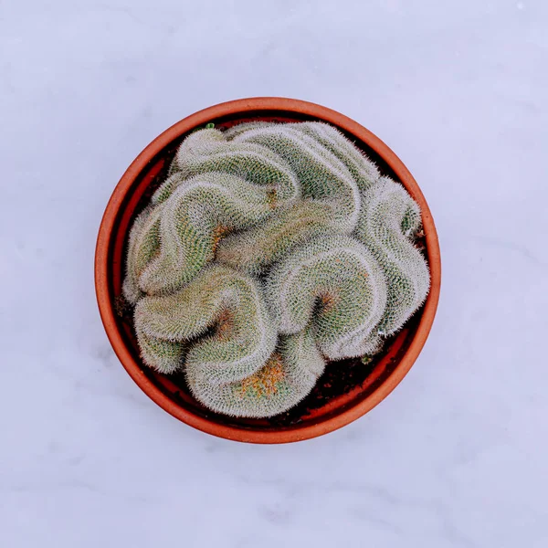 Kaktus Einem Topf Auf Einem Marmortisch Minimale Flache Laien Kunst — Stockfoto