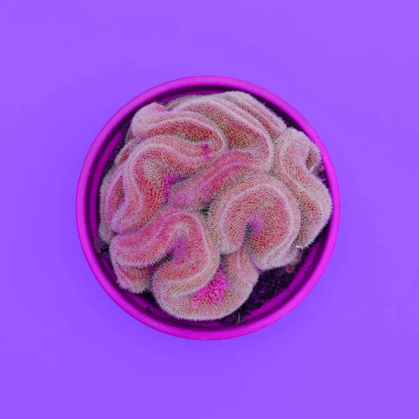 Diseño Color Cactus Una Maceta Sobre Fondo Violeta Arte Laico — Foto de Stock