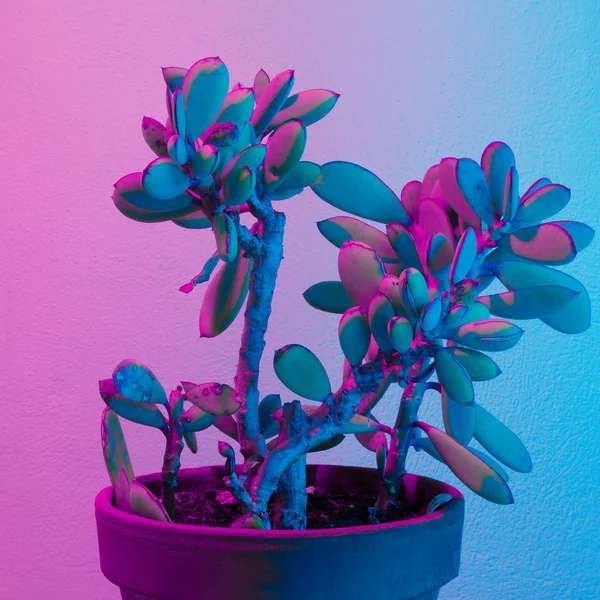 Kaktus Minimal Synthwellenförmiges Licht Kreative Konzeptkunst — Stockfoto