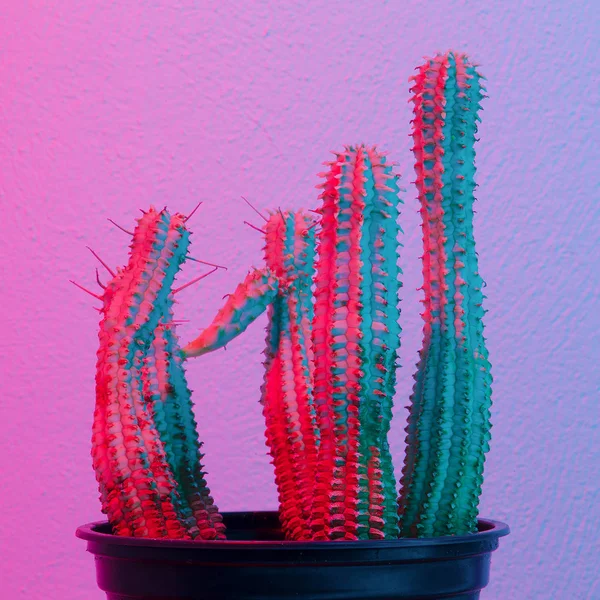 Kaktus Minimales Synthwellen Modelicht Kreative Und Pflanzliche Konzeptkunst — Stockfoto