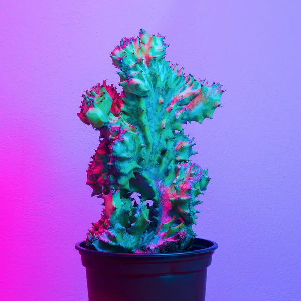 Cactus Mínimo Synthwave Vibrações Moda Arte Conceitual Criativa Vegetal — Fotografia de Stock