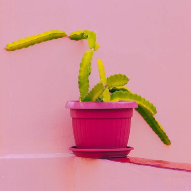 Kaktüs pembe bir duvar. Ev kaktüs dekor concept. Kaktüs sevgilisi