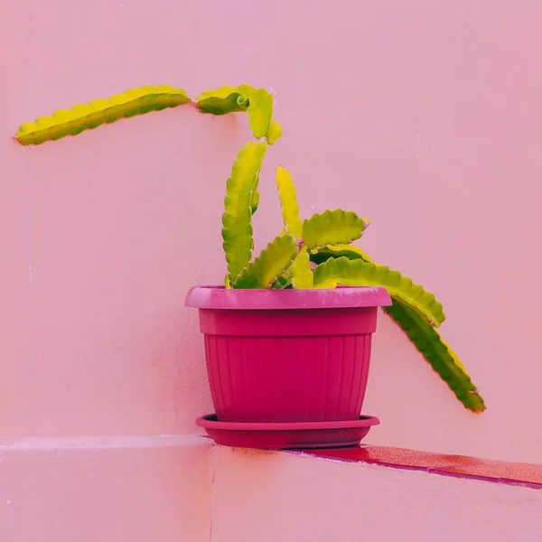 Cactus on a pink wall. Home Cactus Decor concept. Cactus lover