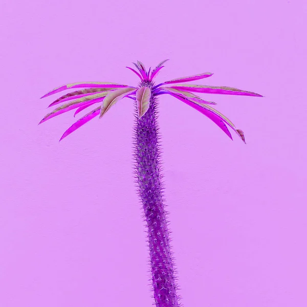墙上的棕榈树 热带最小值 五颜六色的时尚植物 — 图库照片