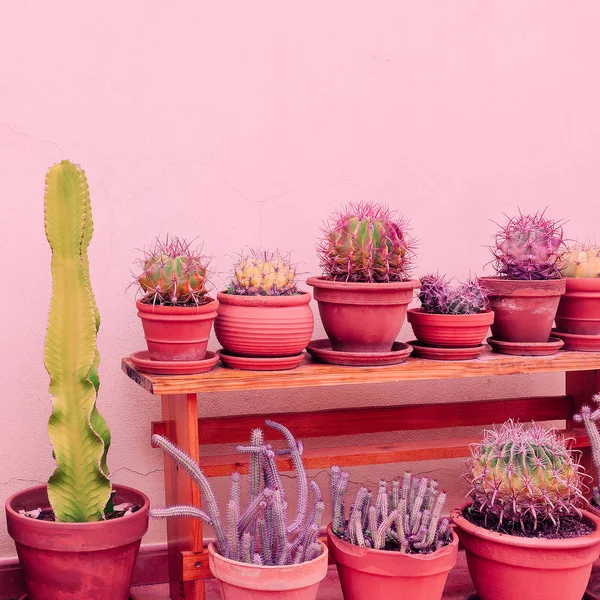 Viele Kakteen auf rosa Hintergrund. Pflanzen auf rosa Mode minimal c — Stockfoto