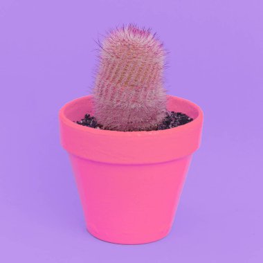 Kaktüs severler. En az kavramı. Cactus Cactus bir tencerede