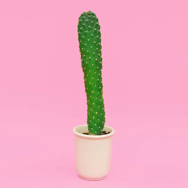 Pflanzen Auf Rosa Pflanzenliebhaber Minimalkonzept Kaktus Topf — Stockfoto