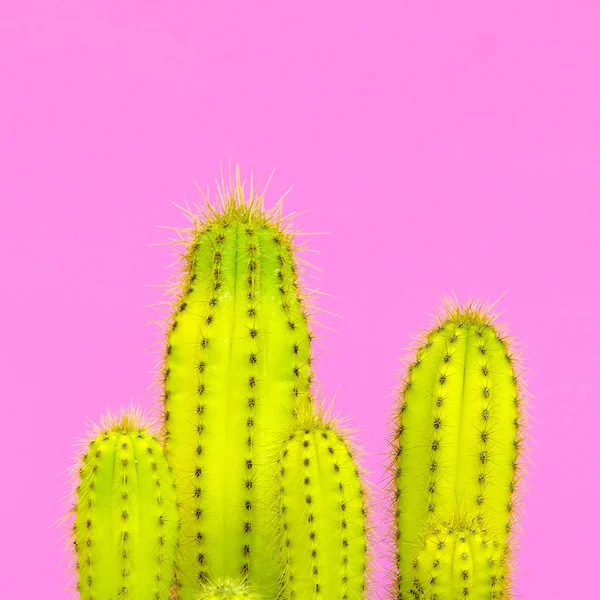 Plants on pink. Plant lovers. Minimal concept.  Cactus on pink background