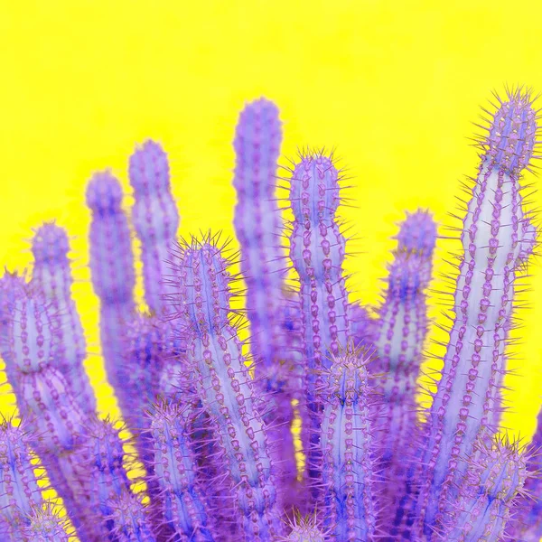Cactus Liefhebbers Minimale Concept Cactus Kleurrijke Kunst — Stockfoto