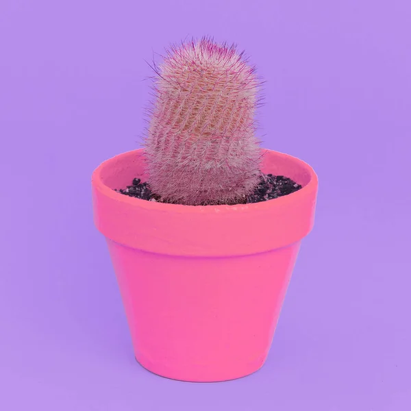 Kakteenliebhaber Minimalkonzept Kaktus Kaktus Topf — Stockfoto