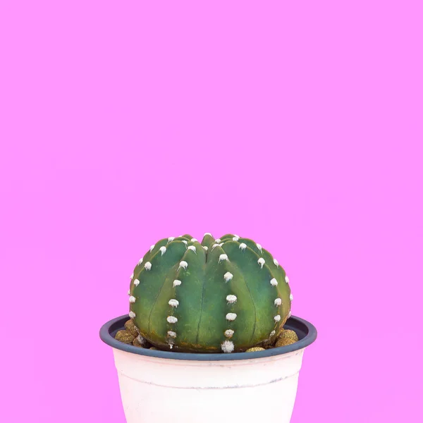 Plant Roze Cactus Liefhebbers Minimale Concept Cactus Een Pot Roze — Stockfoto