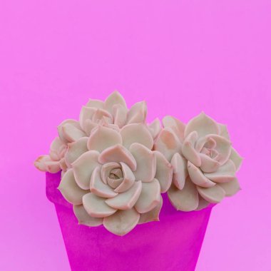 Kaktüsler succulents bir tencerede. Bitkiler üzerinde pembe moda kavramı