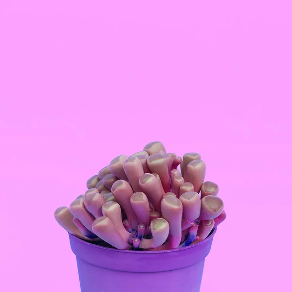 Kaktüs Sevgilisi Konsept Sanat Kaktüsler Tencerede Pastel Renklerle Eğilim — Stok fotoğraf