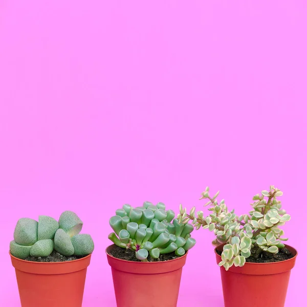 Cactus Amante Arte Conceitual Mínima Plantas Rosa Conjunto Cactos Uma — Fotografia de Stock