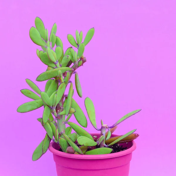 Cactussen Pot Planten Roze Mode Concept — Stockfoto