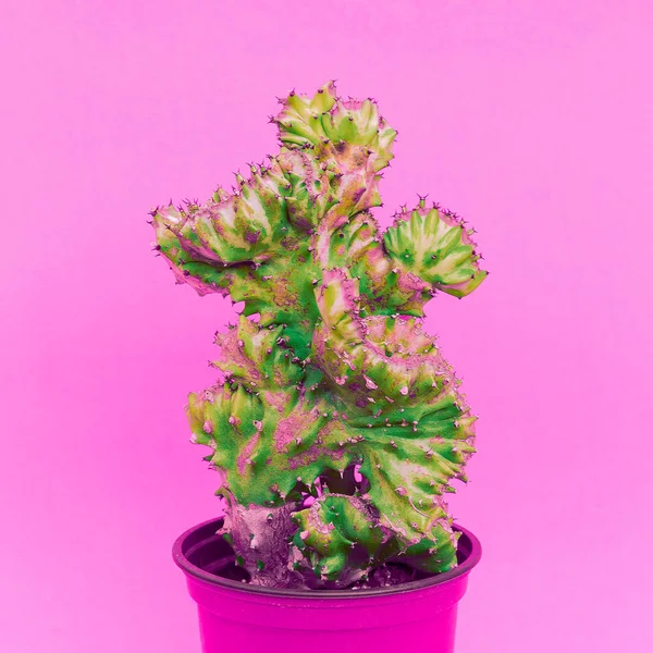 Minimale Cactus Art Cactus Minnaar Concept — Stockfoto