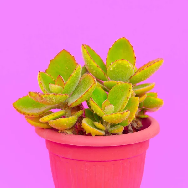 Minimal Kaktus Art Kaktus Älskare Växter Rosa Koncept — Stockfoto