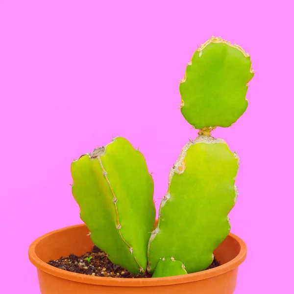 Minimale Cactus Art Cactus Minnaar Concept Planten Roze Idee — Stockfoto