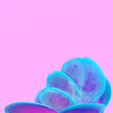 Kaktüsler. Kaktüs renkler yaratıcı kavramı. Bitkiler üzerinde pembe sanat