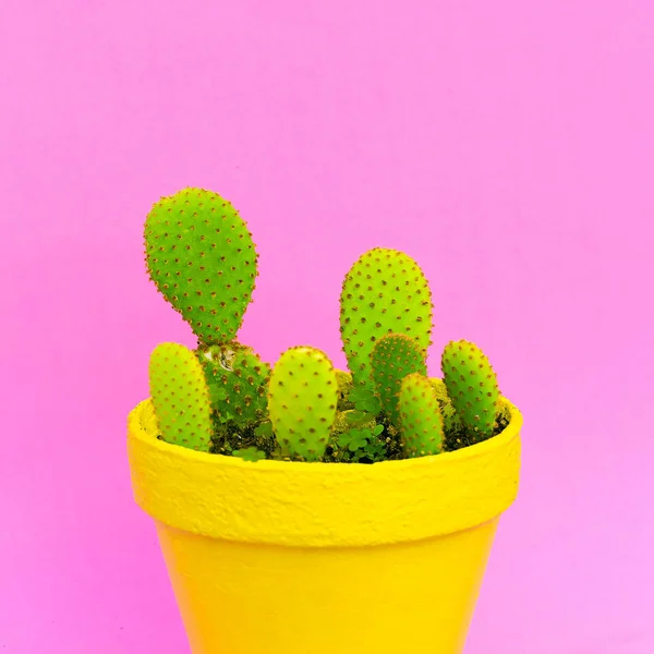 Cacti Cactus Amante Della Moda Concetto Colorato Piante Rosa — Foto Stock