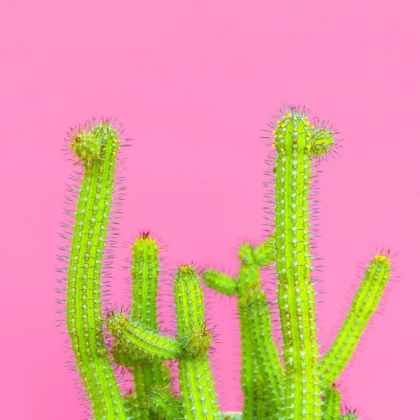 Kaktusar Cactus Design Mode Kreativa Koncept Växter Rosa Konst — Stockfoto