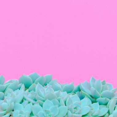 Kaktüsler. Succulents. Kaktüs sevgilisi kavramı. En az bitkiler üzerinde pembe sanat