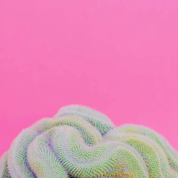 サボテン サボテンの恋人ファッション創造的な概念 ピンクの芸術上の植物 — ストック写真
