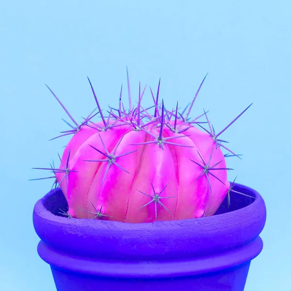 Cacti Numa Panela Cactus Cores Design Criativo Conceito — Fotografia de Stock