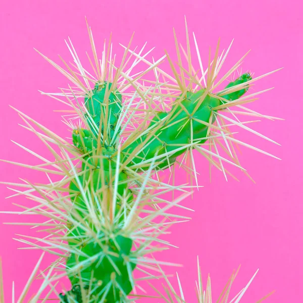 Cactus Amante Los Cactus Plantas Sobre Arte Concepto Rosa —  Fotos de Stock