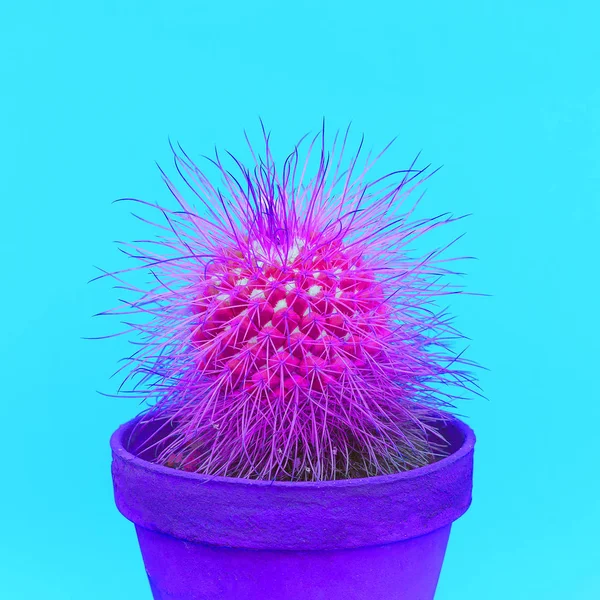 Bunte Kakteen Topf Kaktus Liebhaber Mode Kreatives Konzept — Stockfoto