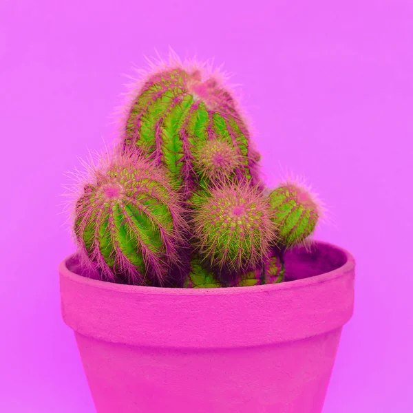 Kreativ Kaktusar Konst Cactus Älskare Mode Idé Växter Rosa — Stockfoto