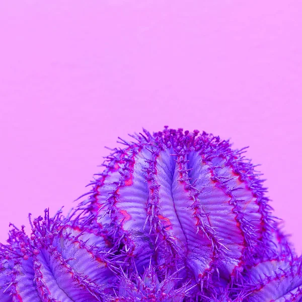 Purple Cacti Cactus Lover Concept Minimal Art — Stock Photo, Image