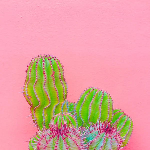 Diseño Cactus Concepto Amante Los Cactus Plantas Mínimas Sobre Arte — Foto de Stock