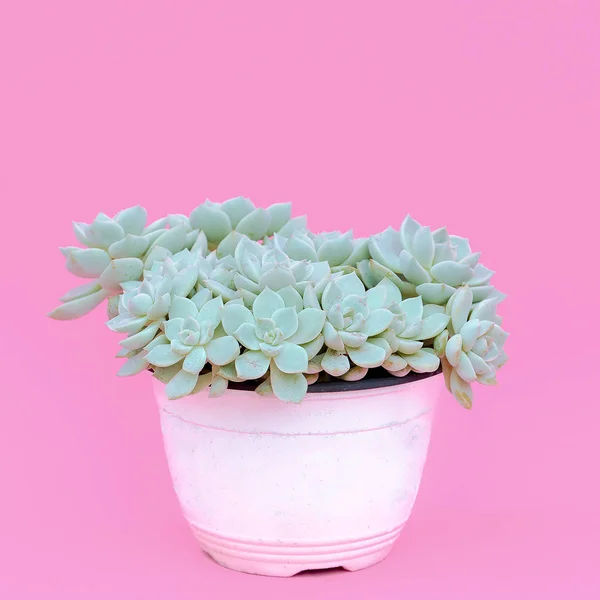 Cacti Pot Cactus Lover Concept Minimal Plants Pink Art — Stock Photo, Image