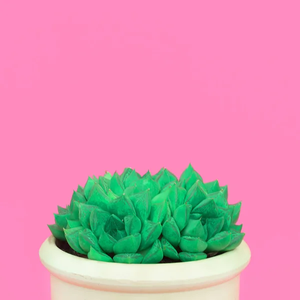 Cactussen Cactus Minnaar Concept Minimale Planten Roze Kunst — Stockfoto