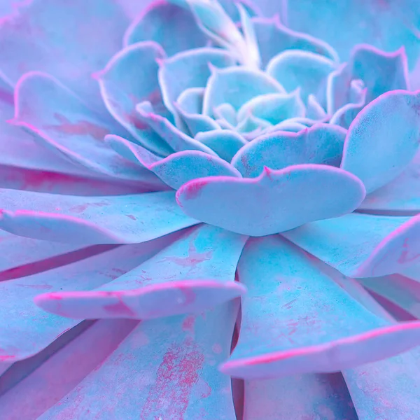 Cactus Succulente Kleurrijke Creatieve Achtergrond — Stockfoto