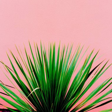 Bitki pink üzerinde. Yeşil. En az Kanarya Adaları