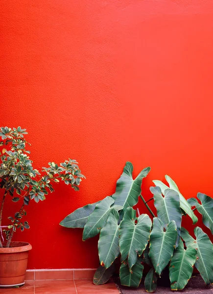 Bitkiler kırmızı duvar arka plan üzerinde. En az Kanarya Adası — Stok fotoğraf