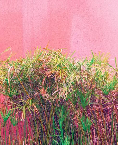 Növény pink fogalom. Trópusi zöld, a rózsaszín háttér fal. — Stock Fotó