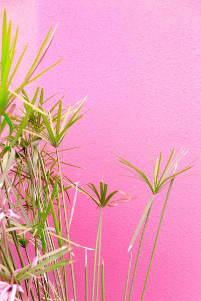 Рослини на рожевій концепції. Тропічні рослини на рожевій стіні тла . — стокове фото