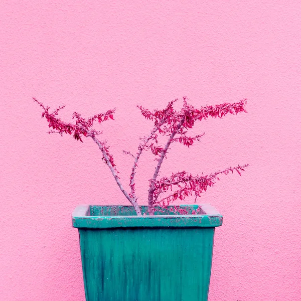 Piante su concetto rosa. piante in una pentola su parete di sfondo rosa . — Foto Stock