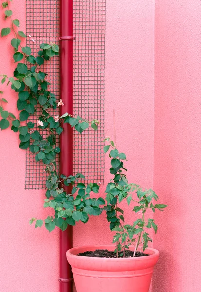 Plantera på rosa. Plantera älskare. minimal koncept — Stockfoto