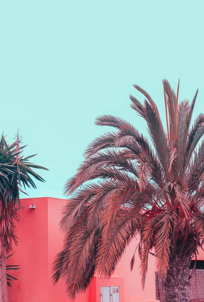 Isola delle Canarie. Vibrazioni creative delle palme. Piante su concetto rosa — Foto Stock