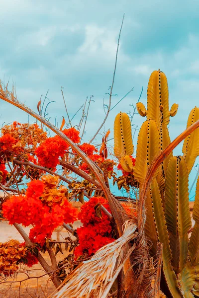 Isole Canarie Paesaggio. Piante tropicali. Concetto amante delle piante a — Foto Stock