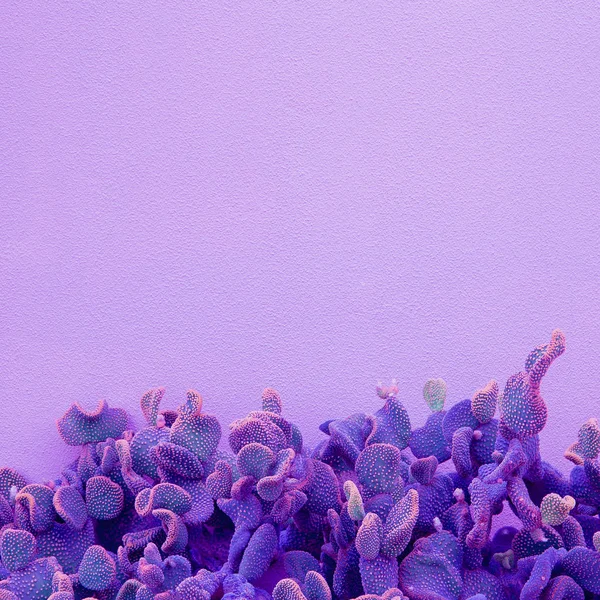 Concepto de colores creativos. Amantes de plantas. Arte de cactus mínimo. Pu. — Foto de Stock